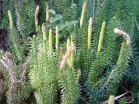 Lycopodium Herbst 05