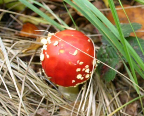 © Gisa, Agaricus